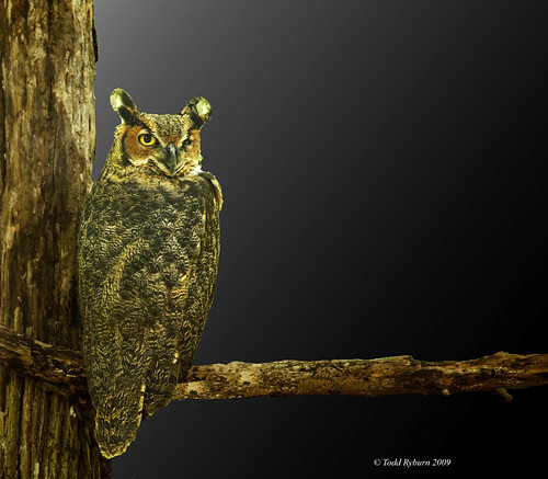 bird animal owl greathornedowl wildlifeprairiestatepark northcentralillinois platinumheartaward