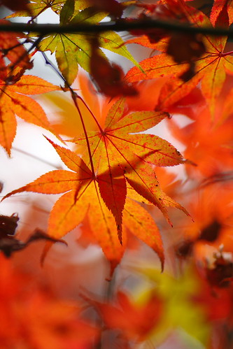 Maple | by T.K Photo-Stream