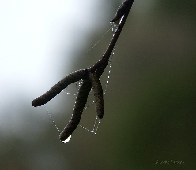 Dripping twig