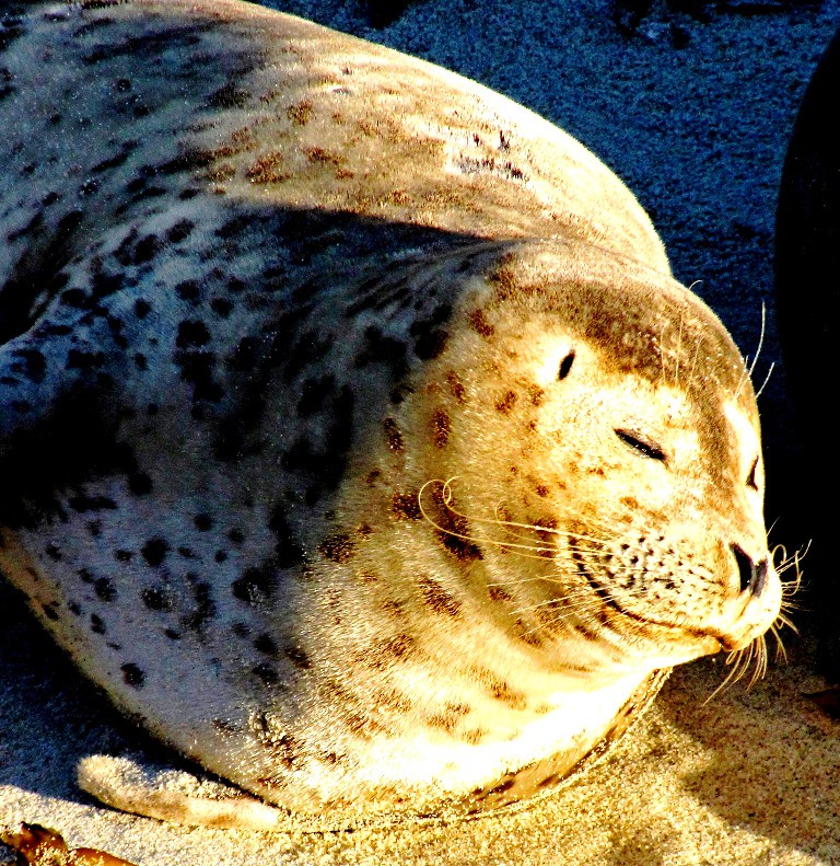 Lazy Bliss Smile, Seal Nap at La Jolla Cove