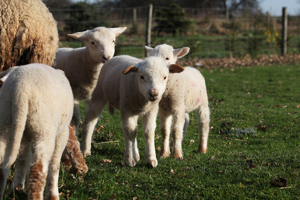 Gang of lambs | Lenka K | Flickr
