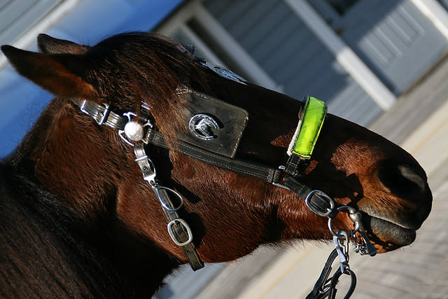 Cedar Key Carriage Horse