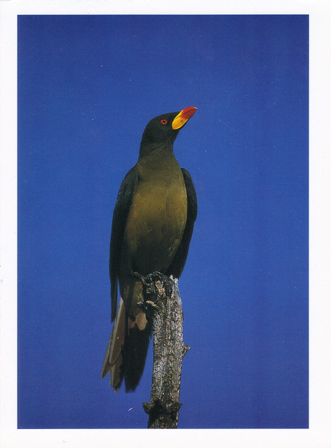 Yellow-billed Oxpecker Postcard