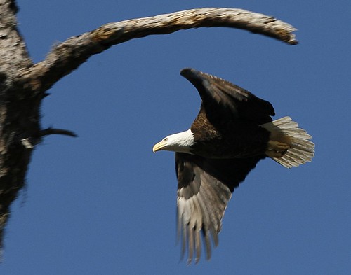 bird geotagged inflight eagle wildlife geo:lat=281810230735647 geo:lon=827854905195464