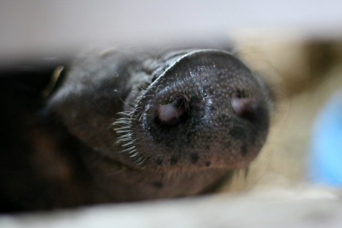 hairy 4h snout nostrils pigsnose waterloonewyork senecacountyfair