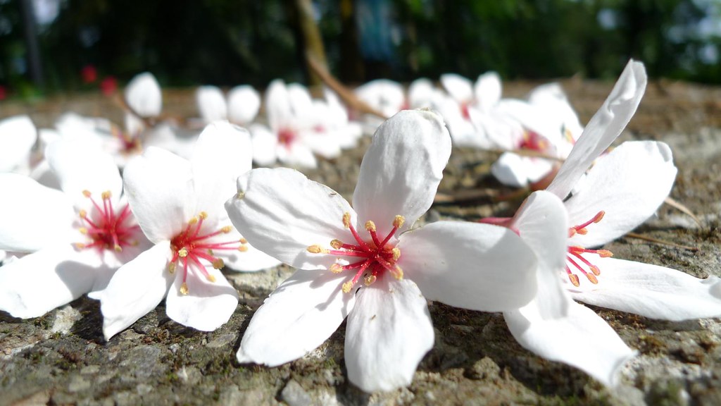 三義油桐花| Hsiung/d6478coke | Flickr
