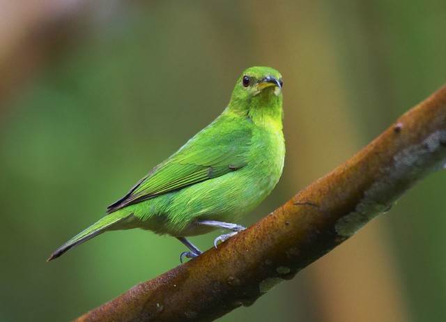 Saí-verde (Green Honeycreeper)
