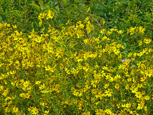 flowers nature alabama wildflowers fz50 panasoniclumix limestonecounty bkhagar
