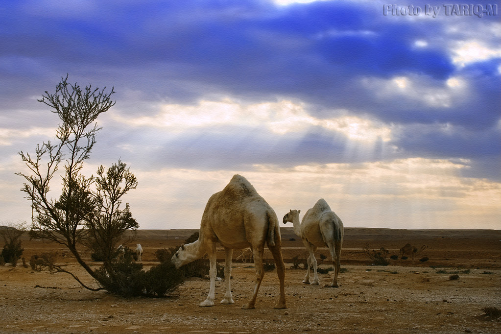 Camel HDR by TARIQ-M