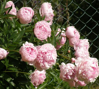 peony 'Sarah Bernhardt' | paeonia lactiflora | Mimmi Elg | Flickr