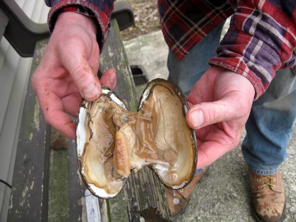 Freshwater Clam | The only part that is edible is the small … | Flickr