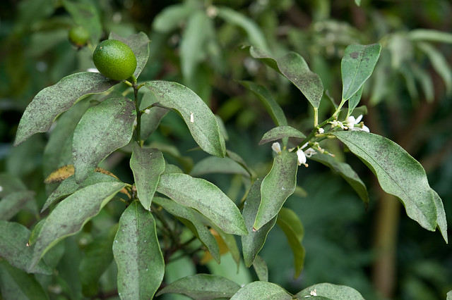 Fortunella margarita (Rutaceae)