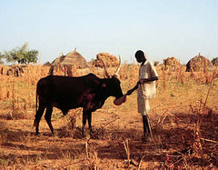 Oct/2009 - Man feeds his animal supplementary feed in Niger (photo credit: ILRI/Dave Elsworth).