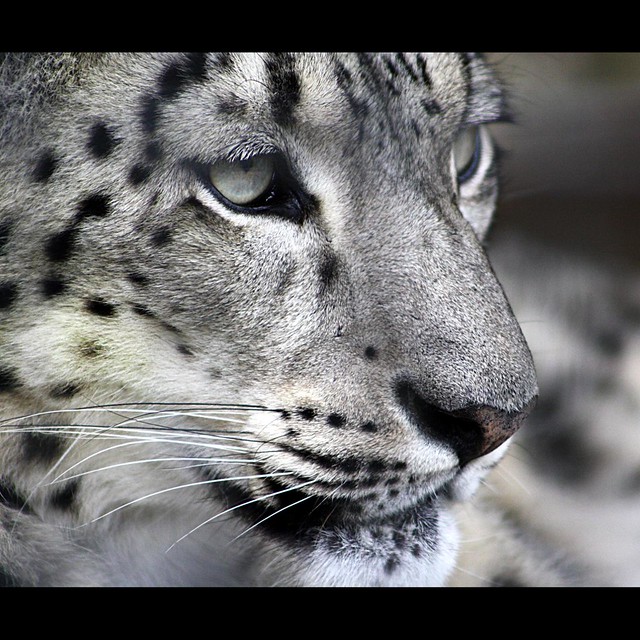 Portrait of a sleepy snow leopard...