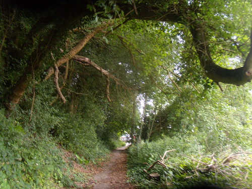 Path scene Ashurst to Hartfield