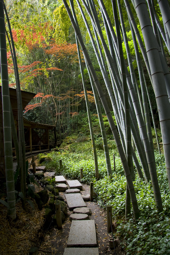 бамбук в японском саду