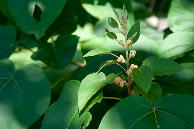 Paulownia tomentosa (Paulowniaceae)