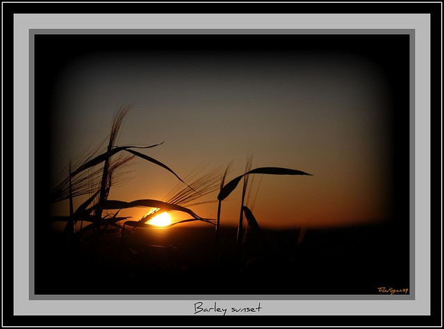 Barley sunset