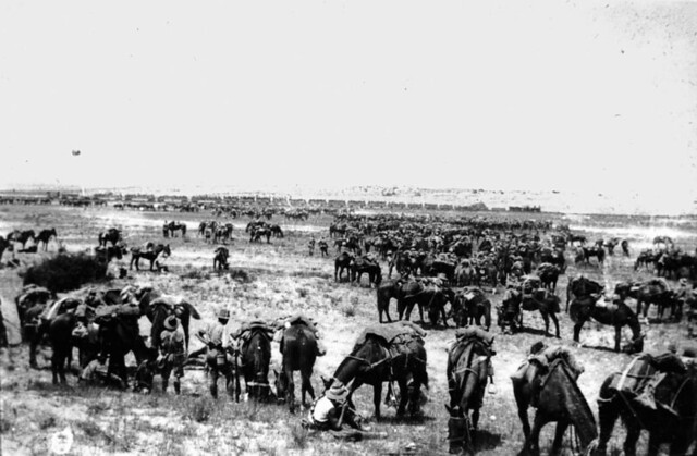 Light Horsemen rest their horses near Romani, Palestine, ca. 1916