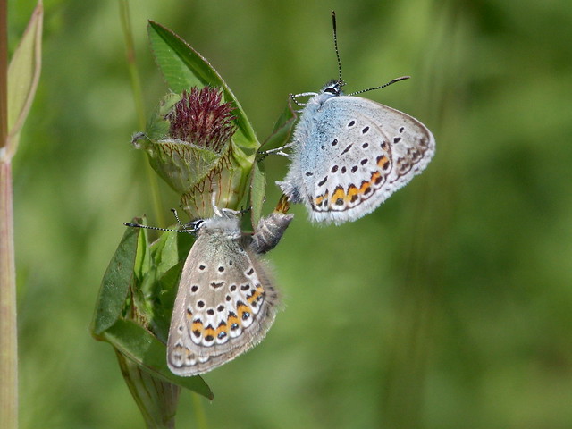 IMGP8707 Blue butterflies mating, Vulkan, Eifel, Germany