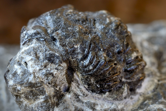 Half a Billion year old Trilobite Fossil