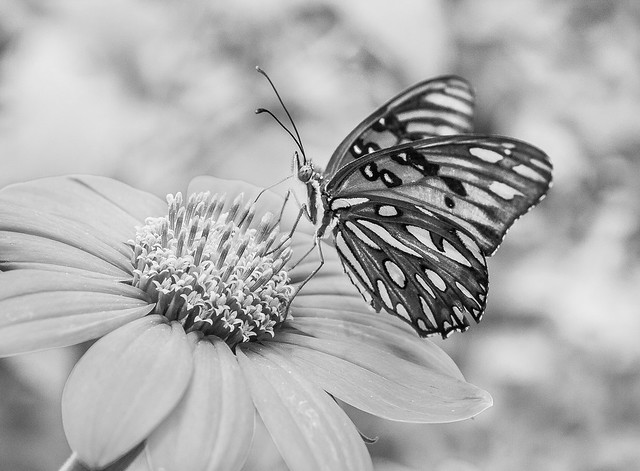 A Butterfly in Black and White. (Mariposa en B&N).