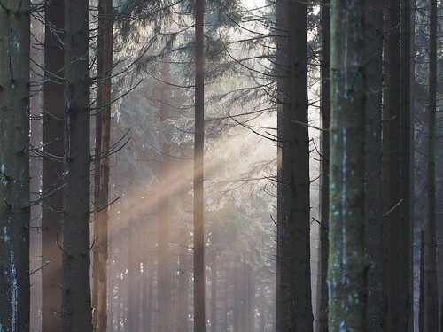 harz wald oberharz light forest trees sunlight rays licht sonne baum winter december dezember nebel mist fog