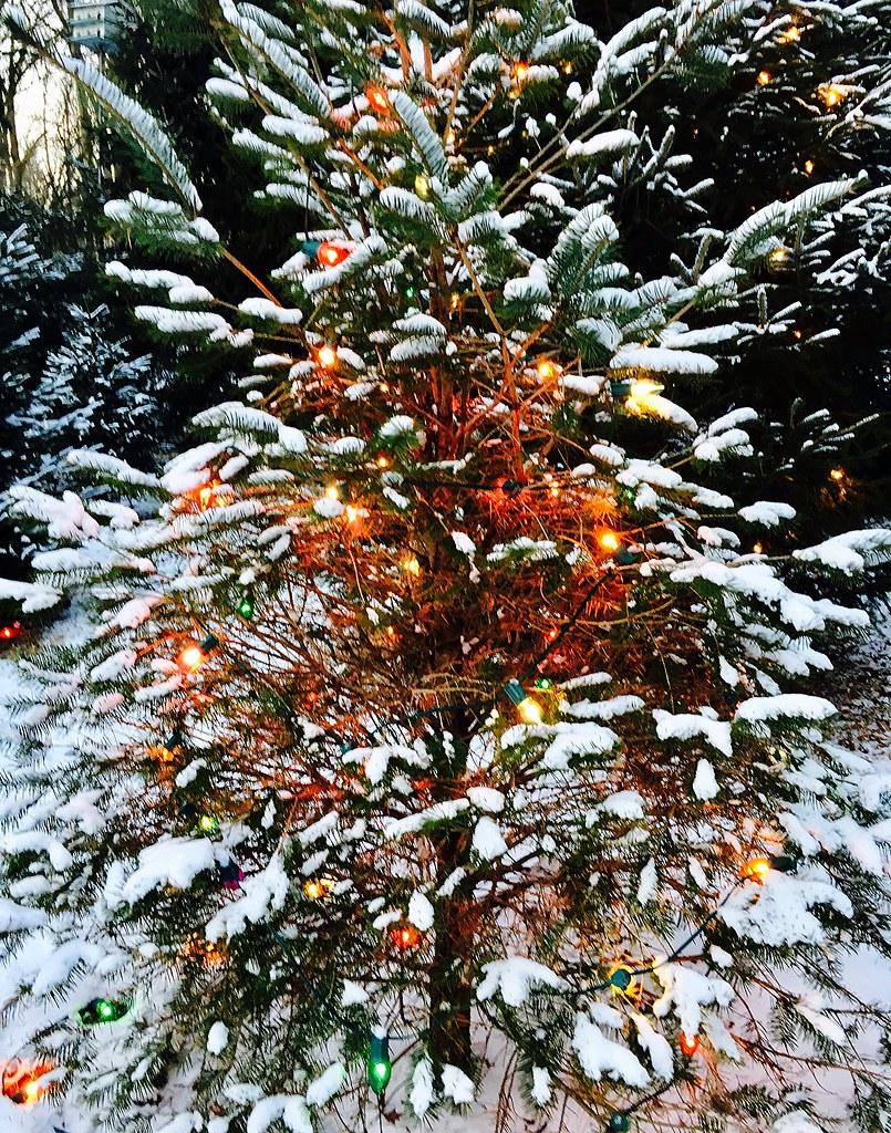 backyard Christmas tree