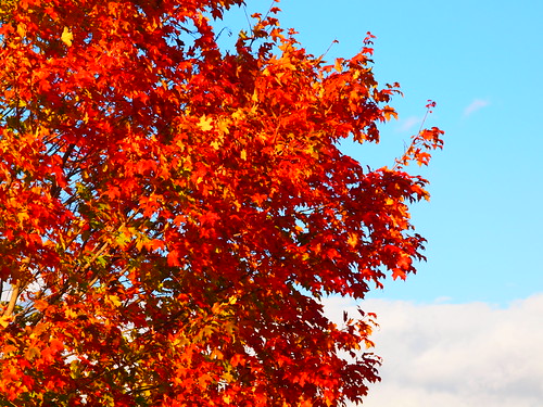 Maple - Spring Creek | by 5.7 Million Views - Thanks