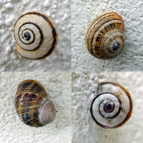 Fibonacci spirals | by helen.2006 - In Memoriam