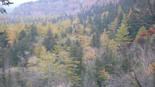 Fri, 09/25/2009 - 15:04 - Larch-Spruce forest Changbaishan. Fall 2009.
Credit: CTFS