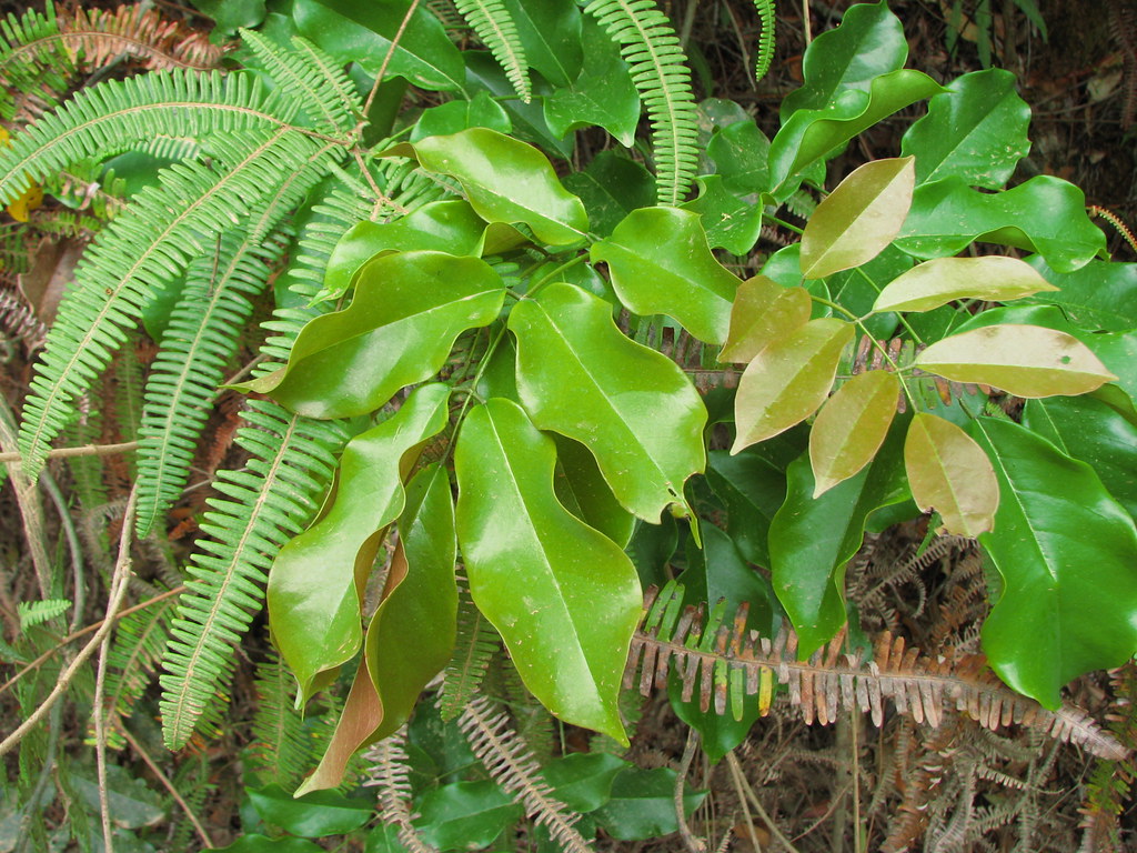Callerya (Millettia) pilipes: foliage | tanetahi | Flickr