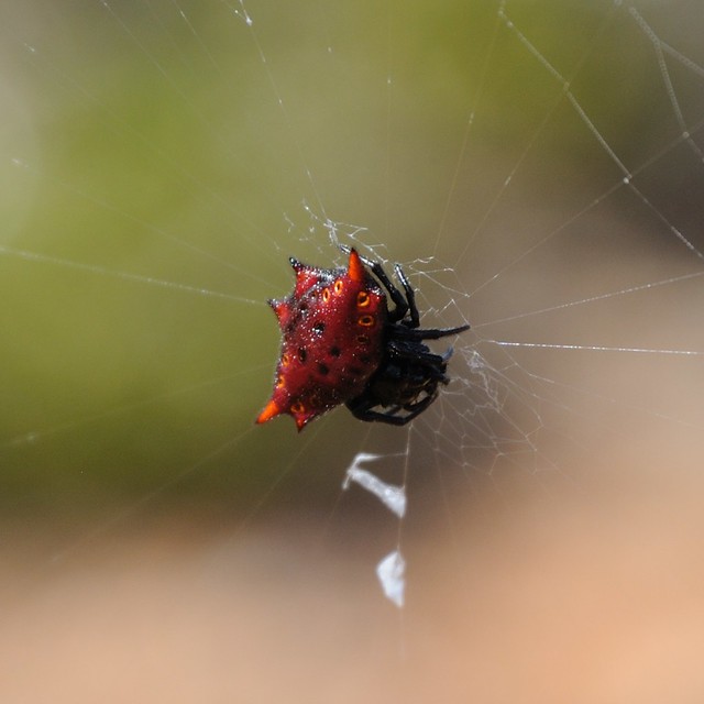 Socotran spider