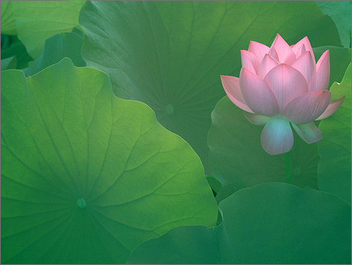flower - lotus - purple by Bahman Farzad