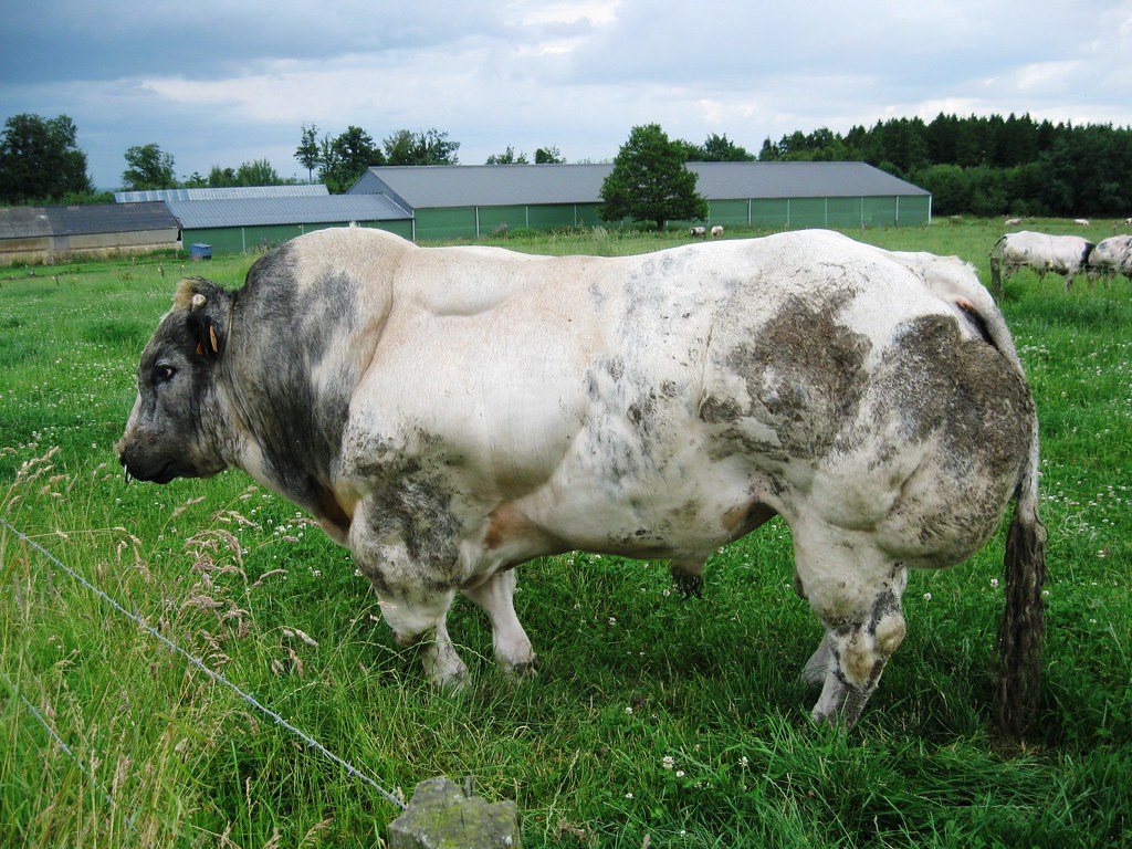 Belgian Blue bull | tekoah | Flickr