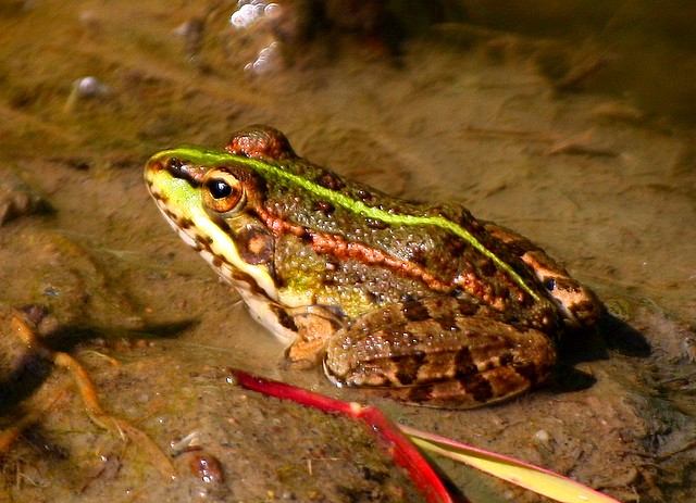 Rã-verde/ Iberian Water Frog (Rana perezi)