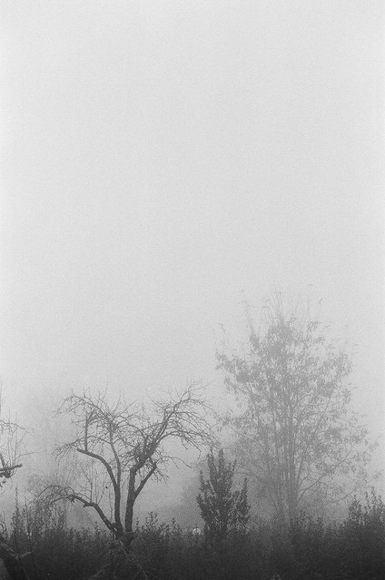 The Field in Fog