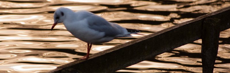 Black headed gull