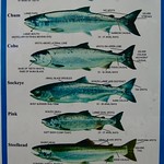 Salmon identification