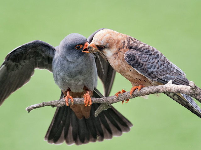Male and female Red-footed Falcons