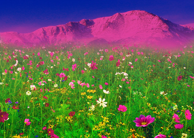 A Field of Flowers in front of the Rocky Mountains, Pikes Peak, Colorado Springs, CO
