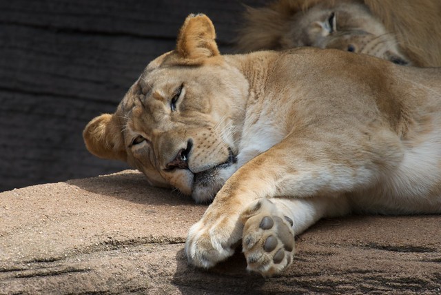 Tired Lion Lifting its Head at the Riverbanks Zoo