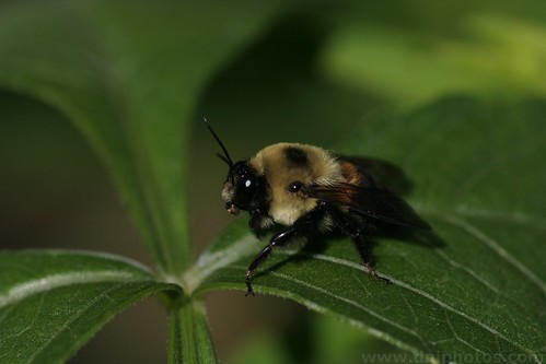 macro bee kansas botanicalgardens overlandpark overlandparkarboretum