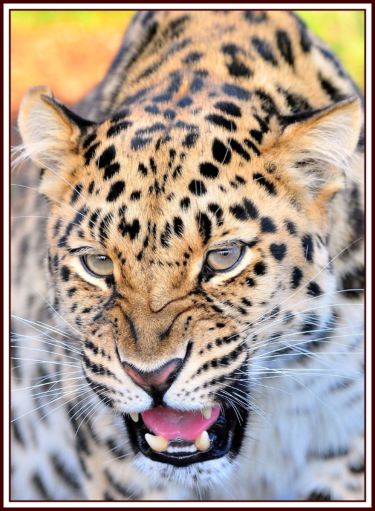Leopard Cub Teeth