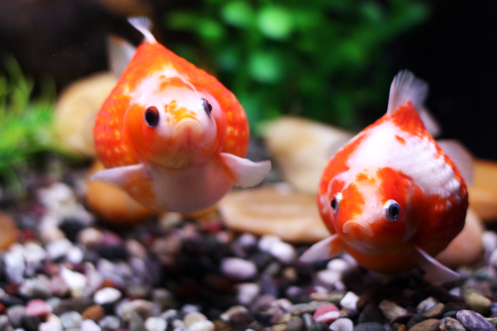 Ocean Park Fat Goldfish Lee Flickr