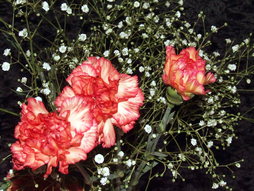 * Carnations * | Parée | Flickr