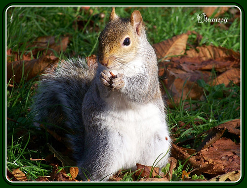 You`ve not been to see us in ever.. But then i would`nt walk around with hair like that Hee-Hee.. | by straussy 1
