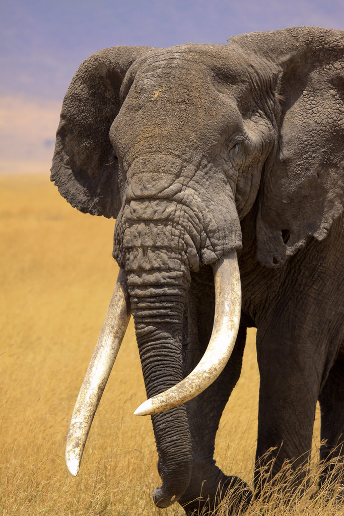 Animals member. Слоны. Пенис африканского слона.
