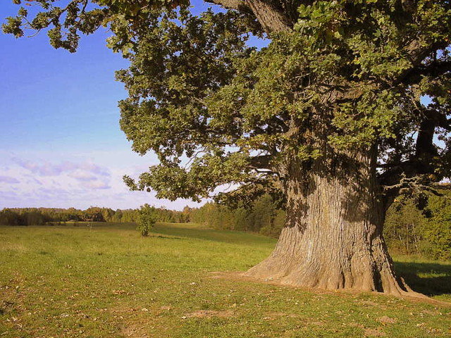 L arbre en  Estonie...Estonia...
