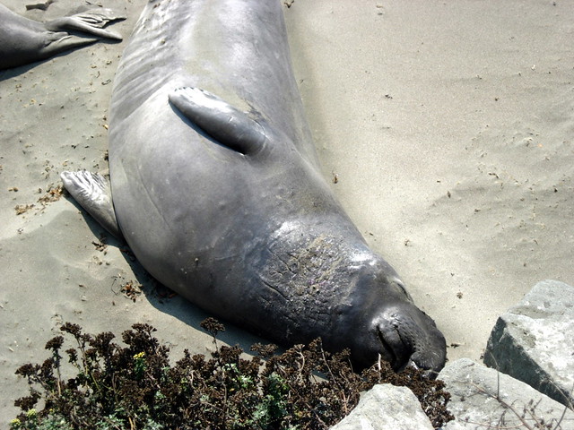 Elephant seals.3